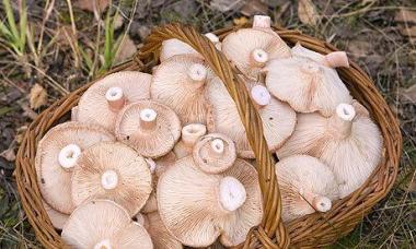 Грузди, соленые горячим способом на зиму в банках — лучшие рецепты быстрого приготовления грибов